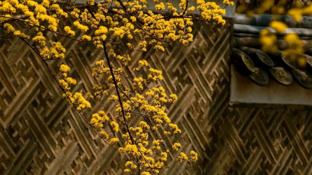 2025 Netherlands Instagram Werbepreise für Österreich im Überblick