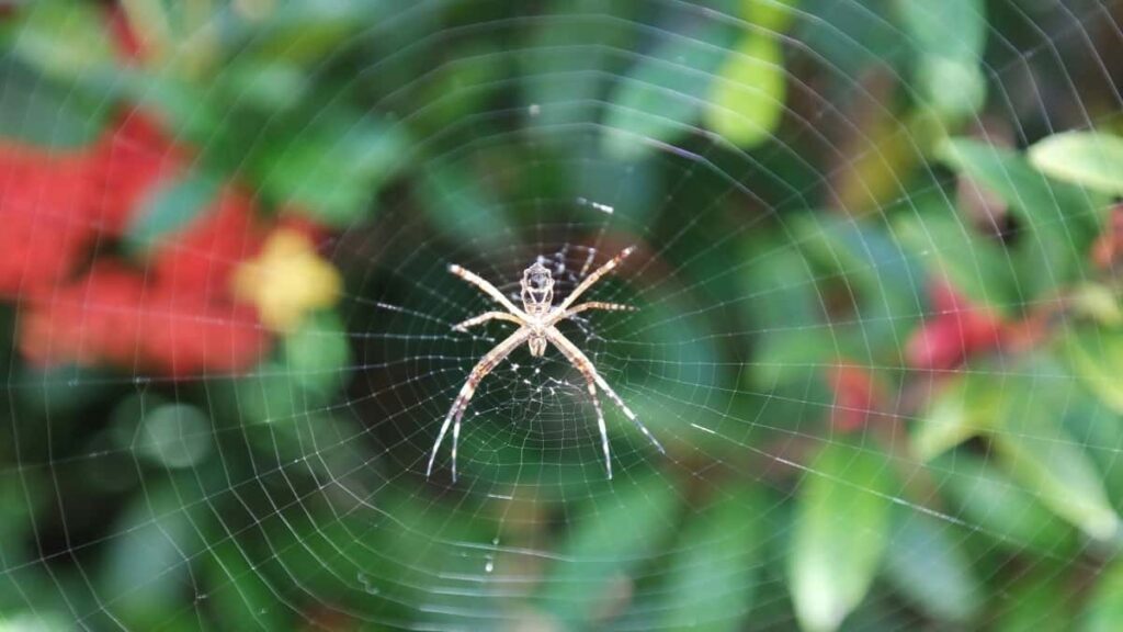 2025 Tschechien Twitter Werbepreise für österreichische Werbetreibende