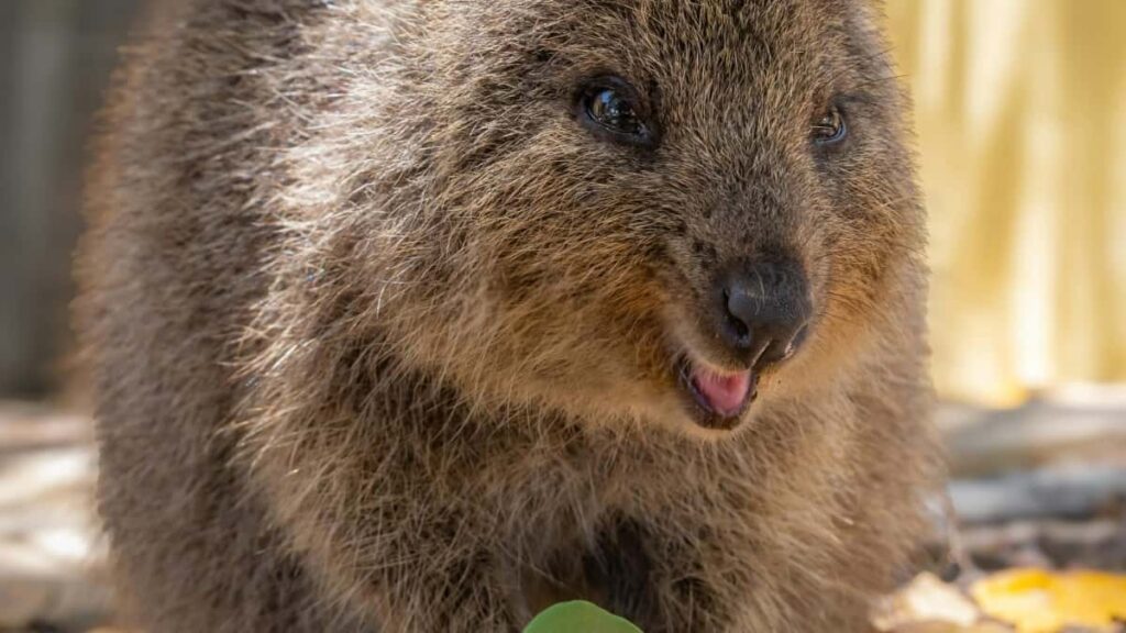 2025 France Twitter Werbepreise für den österreichischen Markt