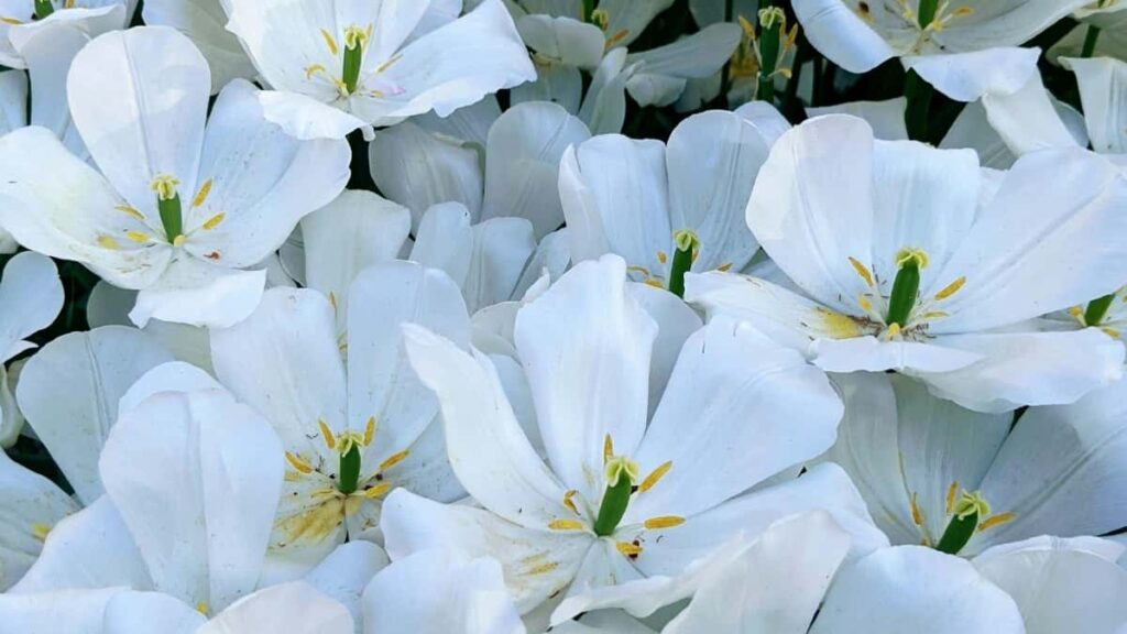 2025 Finnlands WhatsApp Werbepreise für Österreich im Überblick