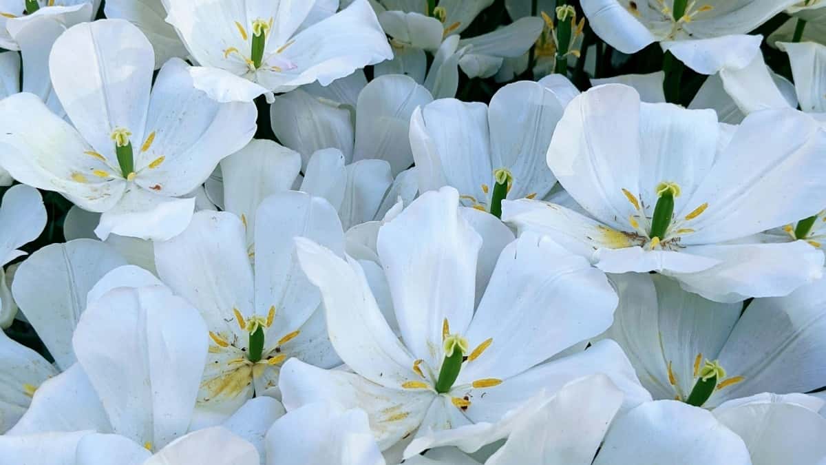 2025 Finnlands WhatsApp Werbepreise für Österreich im Überblick