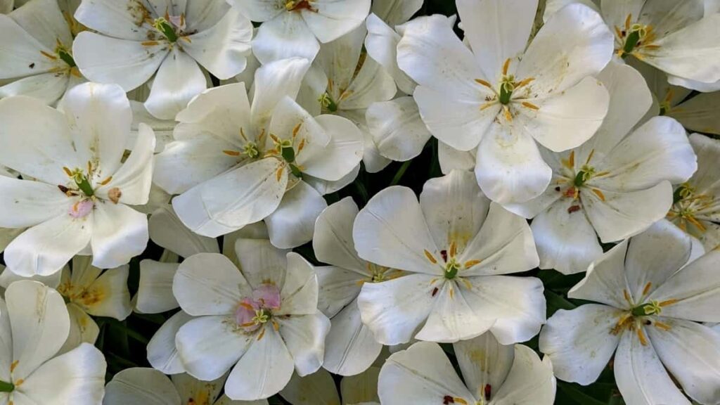 2025 Czech Republic Pinterest Werbepreise und Insights für Austria