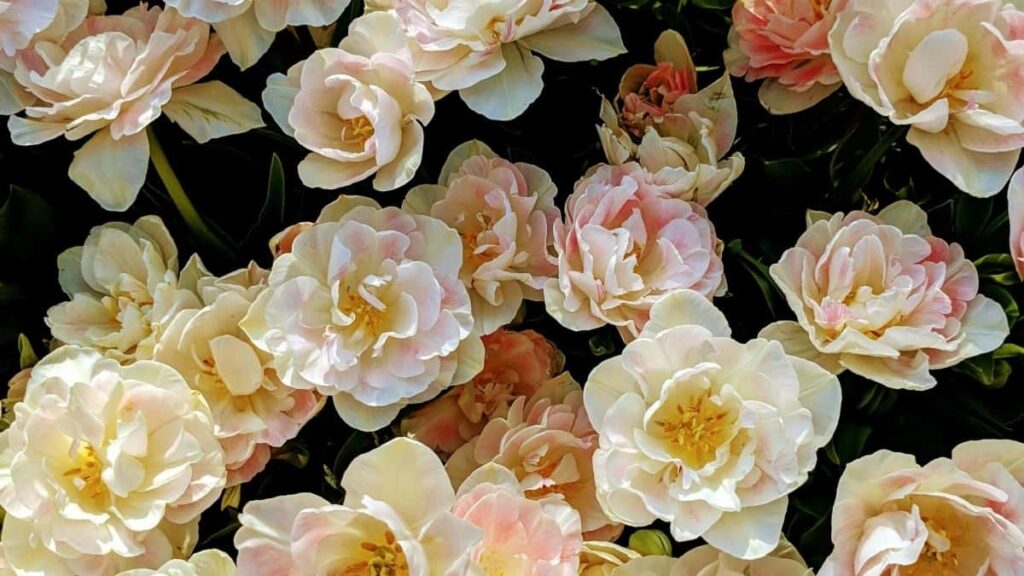 2025 Denmark Snapchat Werbepreise für Österreich im Überblick