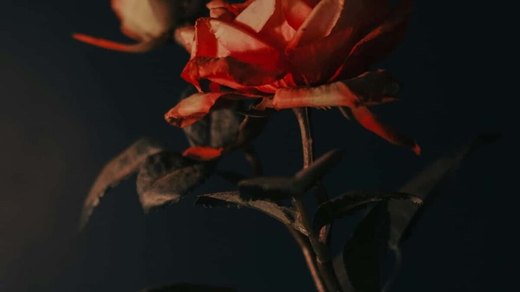 2025 India TikTok Werbepreise für Austria Market im Überblick