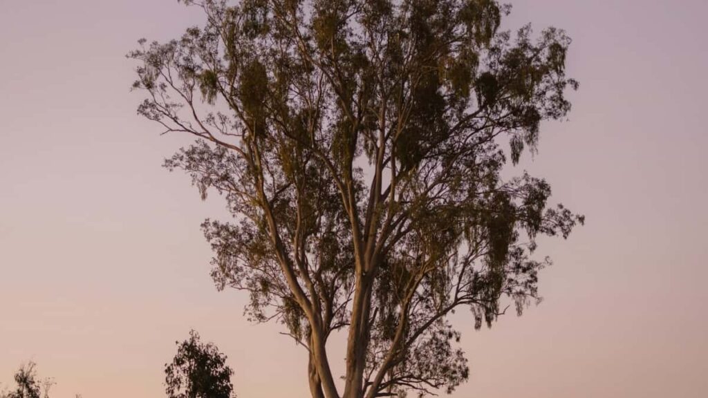 2025 China YouTube Werbepreise für Austria Advertiser