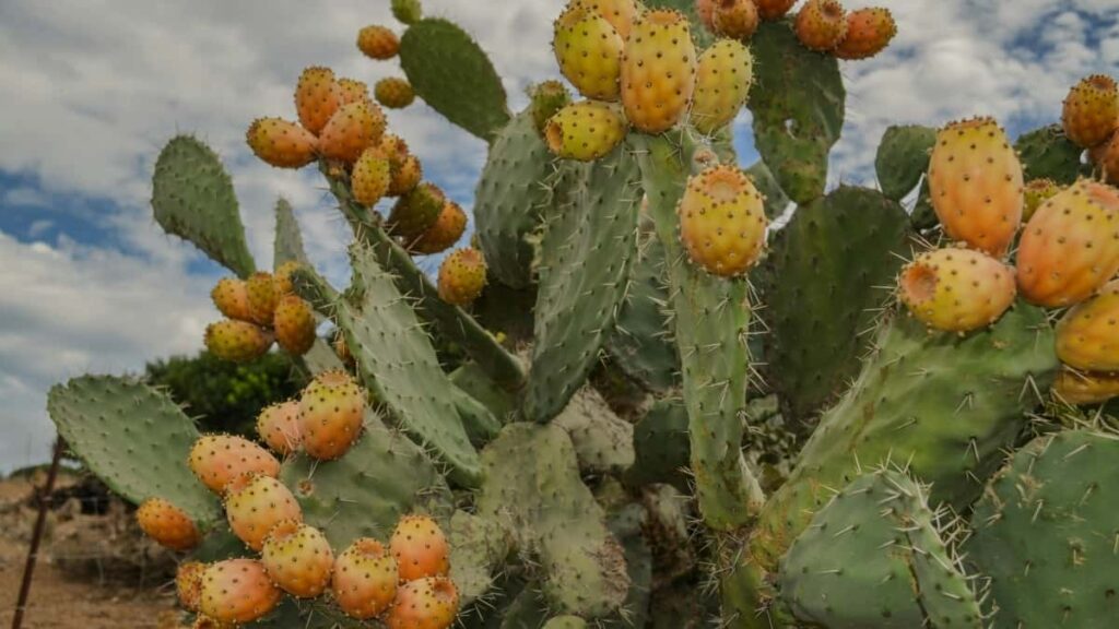 2025 Ireland Instagram Full Category Advertising Rate Card für Austria