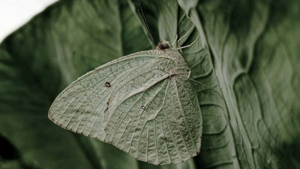 2025 Czech Republic TikTok Vollständige Preisübersicht für Werbung