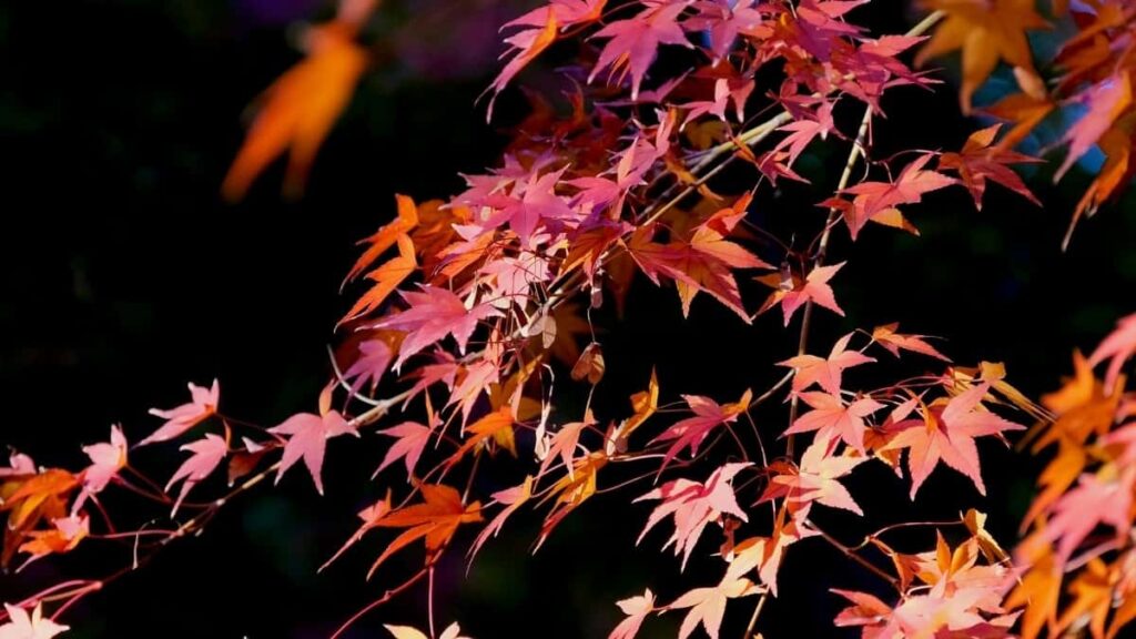 2025 Spanien Snapchat Werbekosten und Influencer Rate Card