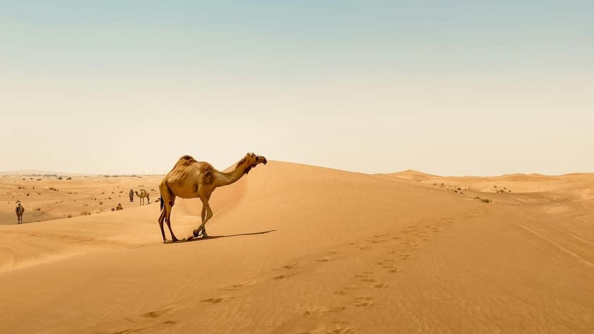 Austrian Marketer: Ivorian Instagram Creators Guide