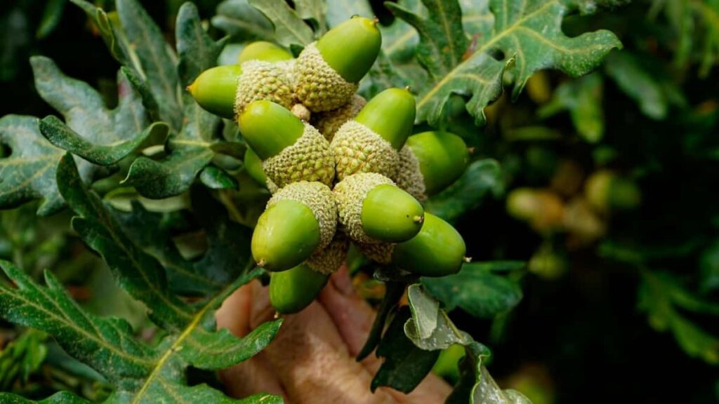 Praxis-Guide fur osterreichische Advertiser: Wie man brasilianische Spotify-Creators fur Giveaway-Kampagnen findet, auswahlt und rechtssicher aktiviert inkl. Tools, Budget-Checks und Promo-Blueprint.