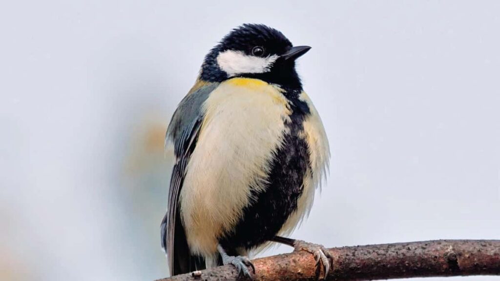 Praktische Anleitung fur Advertiser in Osterreich: So findest und buchst du indische Telegram-Creators fur behind-the-scenes Content inkl. Tools, Outreach-Taktiken und rechtlicher Quick-Check.