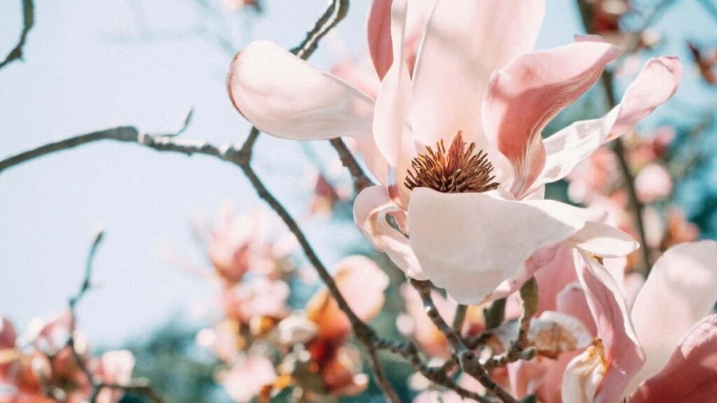 Praktische Anleitung fur Creator aus Osterreich: wie du indische Brands auf Threads mit SponsoredTools erreichst, Communities nutzt und Chancen maximierst.