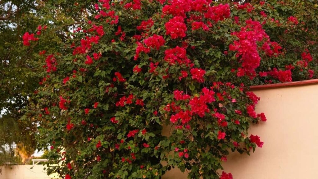 Praxistipps fur osterreichische Creator: wie du IsraelMarken auf Chingari ansprichst, Kooperationen mit TourismusBoards klarmachst und kulturell clevere Kampagnen baust.