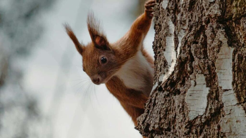 Praktischer Guide fur osterreichische Creator: wie du norwegische Modebrands uber OnlyFans ansprichst, Lookbooks erstellst und dabei rechtlich sowie strategisch smart bleibst.