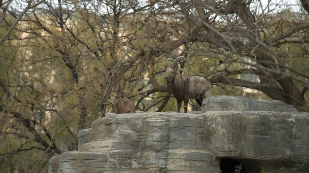 Praktischer Guide fur osterreichische Creator: Wie du libanesische Marken uber KakaoTalk kontaktierst, Pitch-Templates, Kulturtricks und rechtssichere Zusammenarbeit fur GRWM-Content.