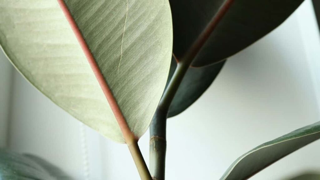 Praktische Taktiken fur Creator in Osterreich: Wie du Marken aus Bosnien und Herzegowina via Disney+ erreicht und buzz fur Produktlaunches erzeugst.